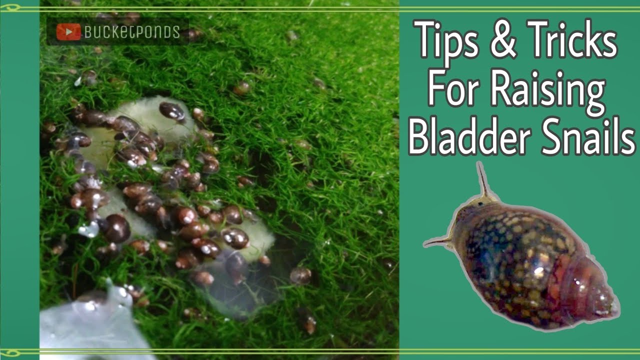 TIPS & TRICKS for Breeding Bladder Snails
