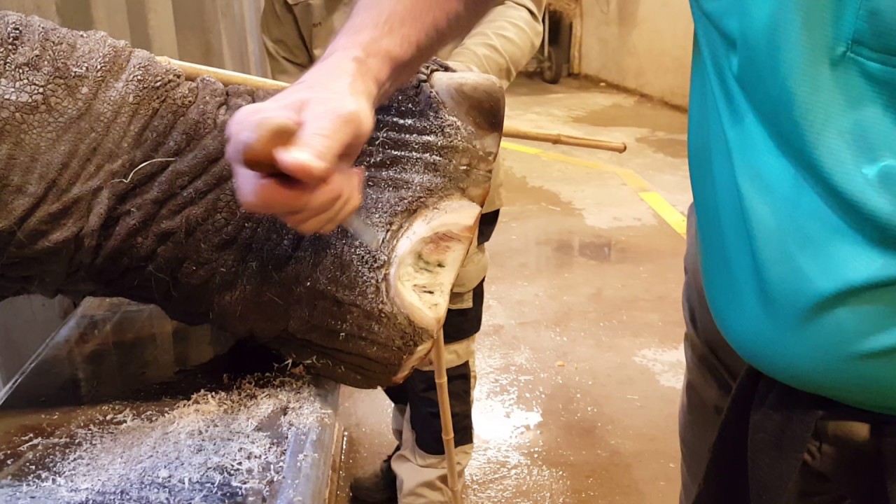 Planckendael Zoo elephant pedicre workshop, Mach 2017
