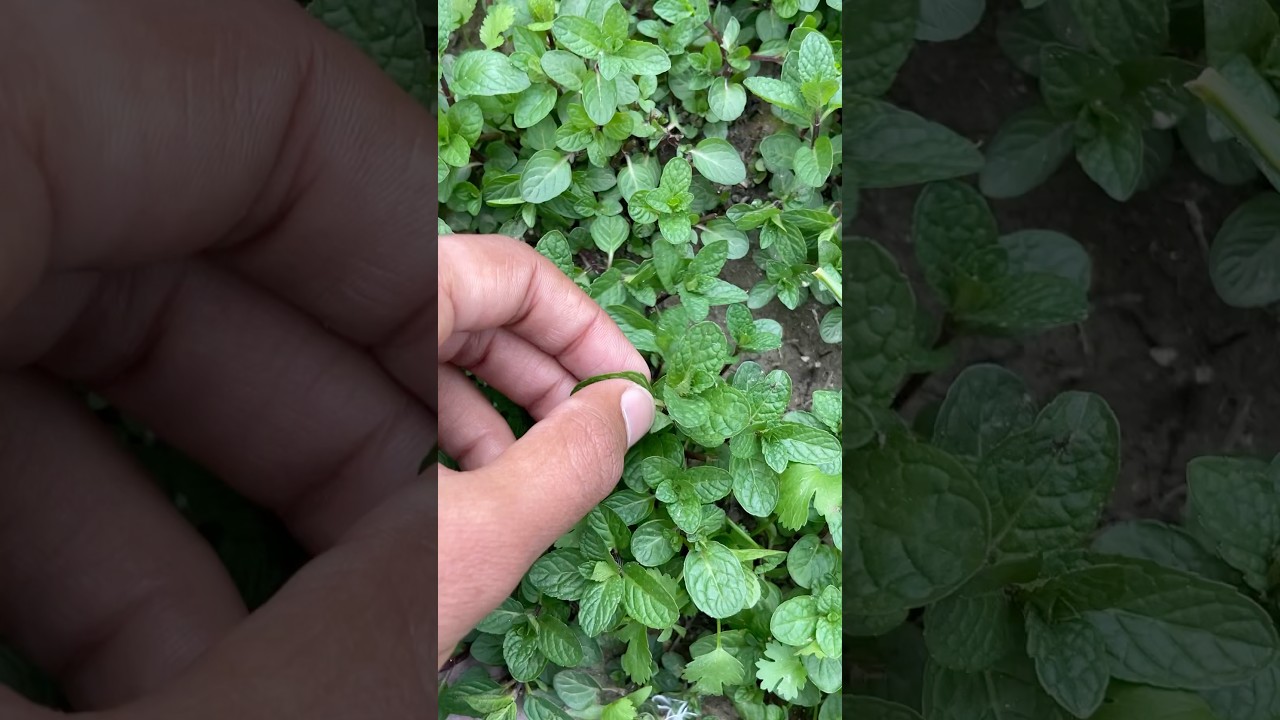 Fresh mint leaves cutting #nature #food #MintHarvest #HerbCutting #HomeGrown #farming #itkshorts