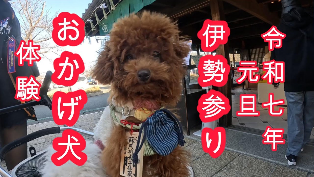 トイプードルの梅とビションフリーゼの桃の元旦、お伊勢参り・後編（おかげ犬体験と伊勢神宮初詣参拝、梅と桃が令和7年第1号の「おかげ犬」になる？）