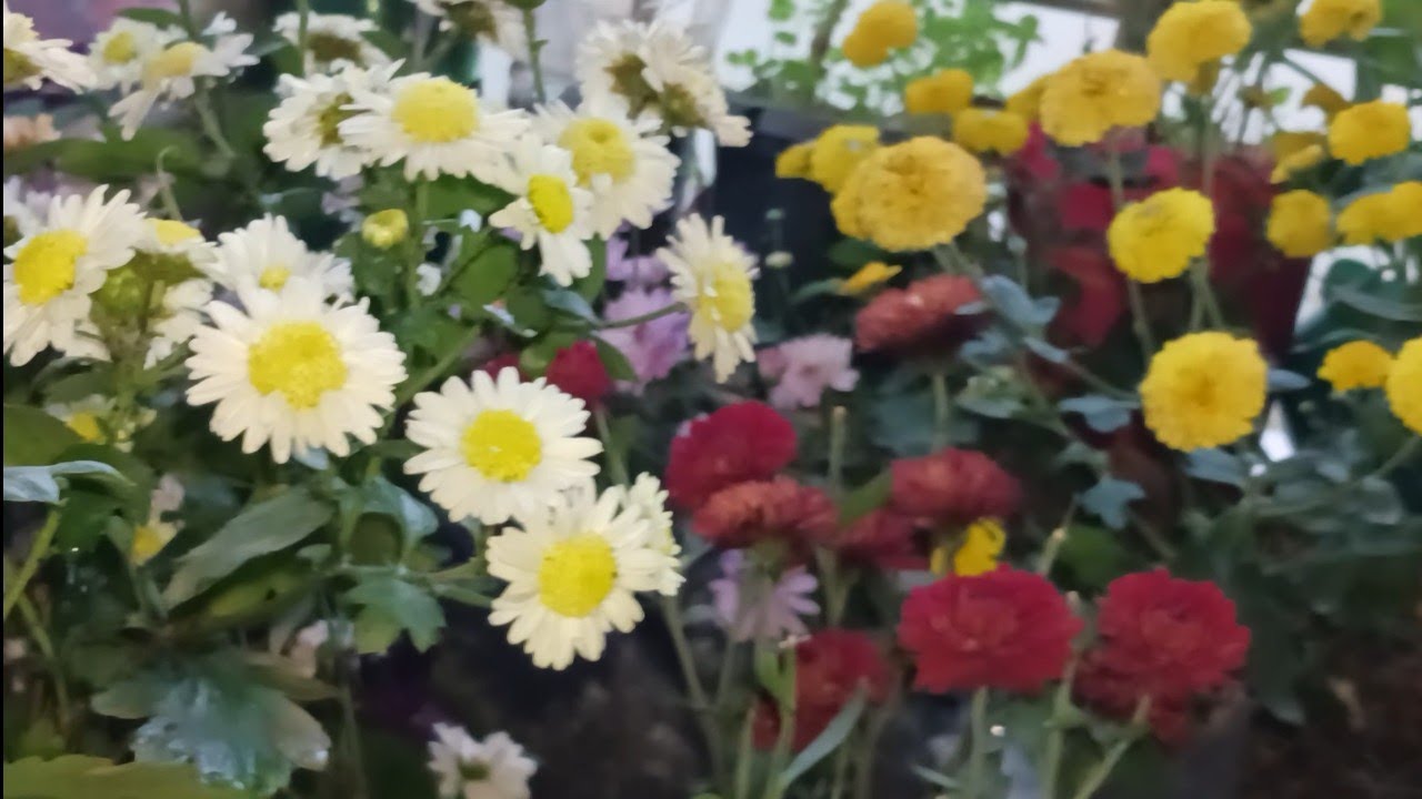 నా అందమైన బాల్కనీ చామంతి తోట.​ /My Mini Balcony Garden / నా బాల్కనీ తోట