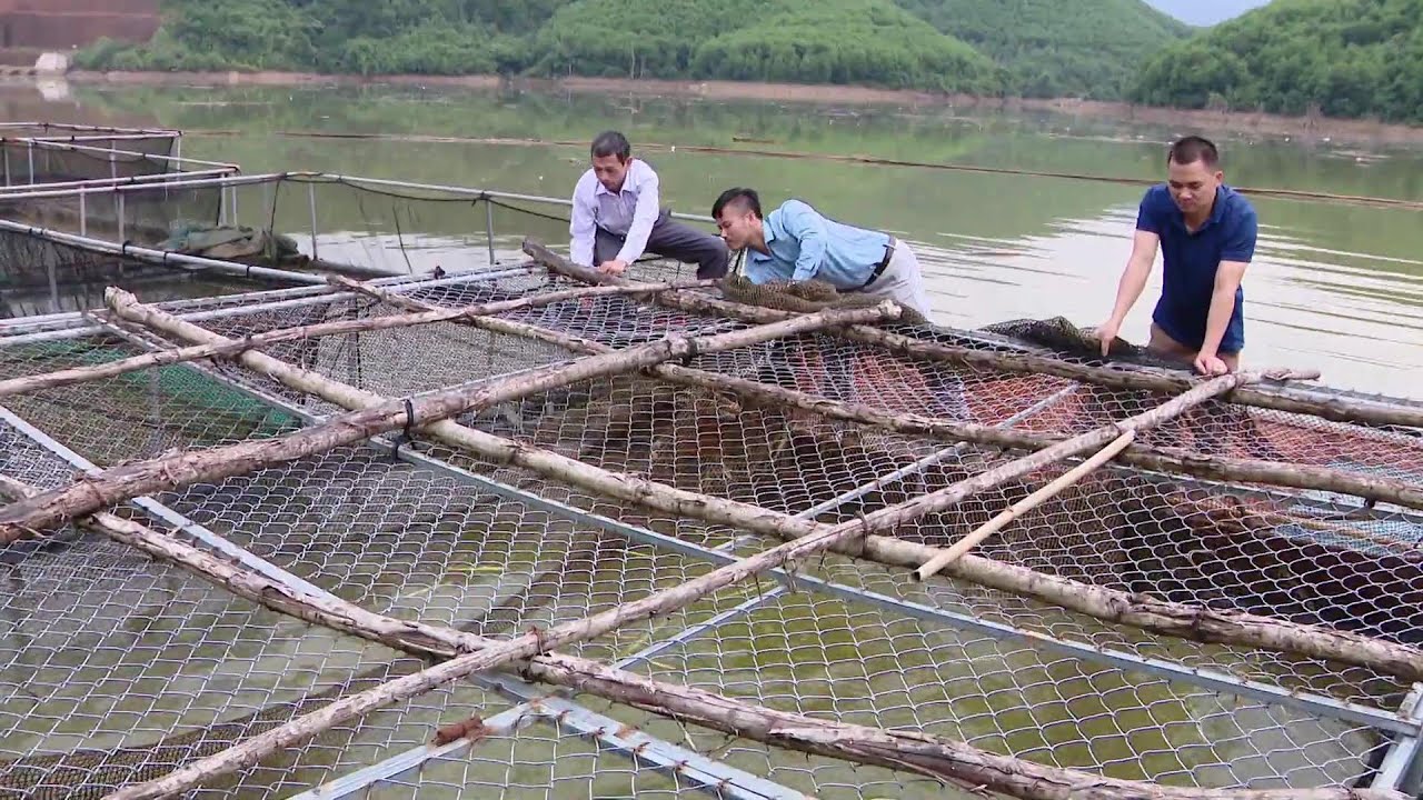 Kỹ thuật nuôi cá lồng trên sông, hồ, đập (trắm cỏ, diêu hồng...)