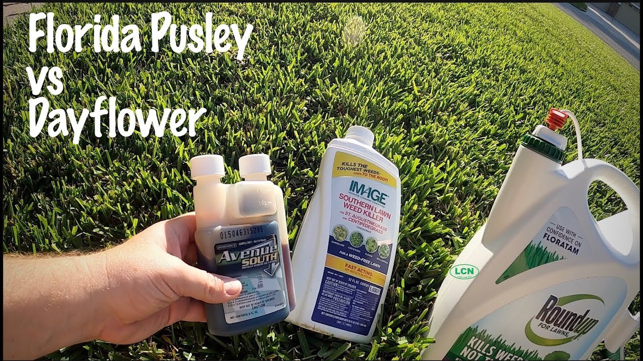 Does Store Bought Weed Killer Work? // With RESULTS // Florida Pusley vs Dayflower