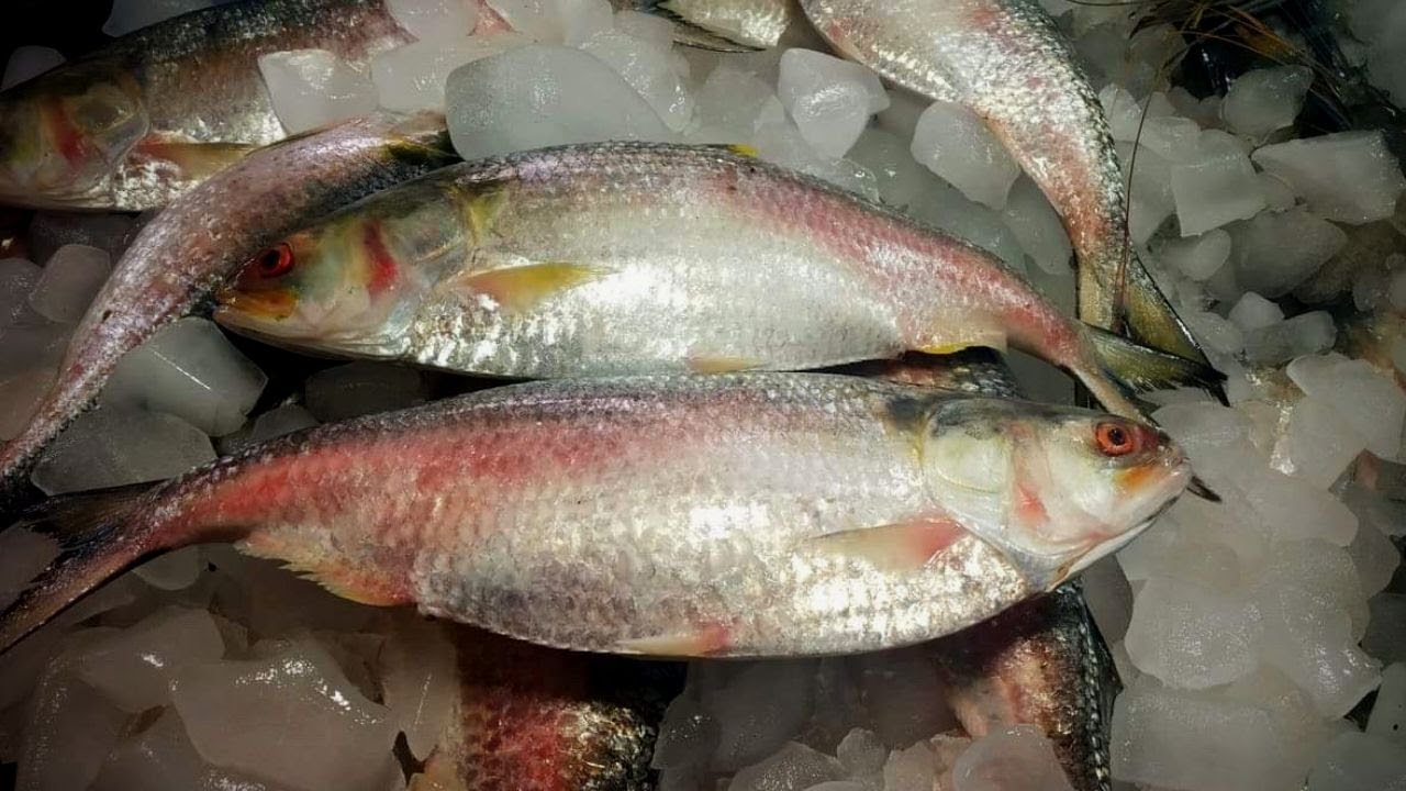 Hilsa ilisha fish cutting in Bangladesh fish market, Easiest ilish fish cutting skills with a knife