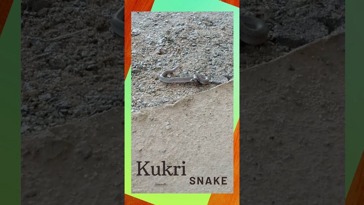 My curious son discovered this lovely KUKRI SNAKE BABY near the house  #shorts