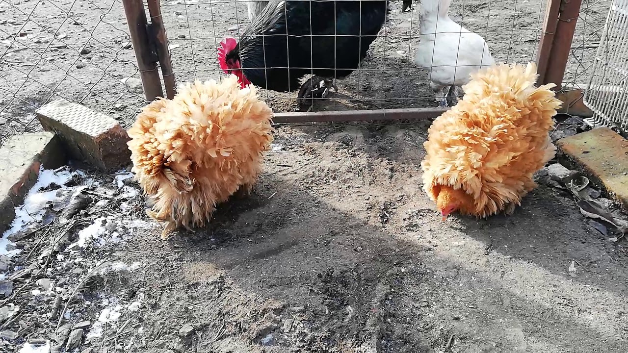 Buff frizzle cochin bantam (cochin pitic frezat)
