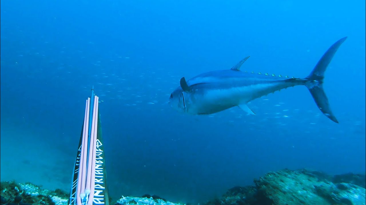 Crazy Bluefin Tuna stone shot with 90cm speargun! 