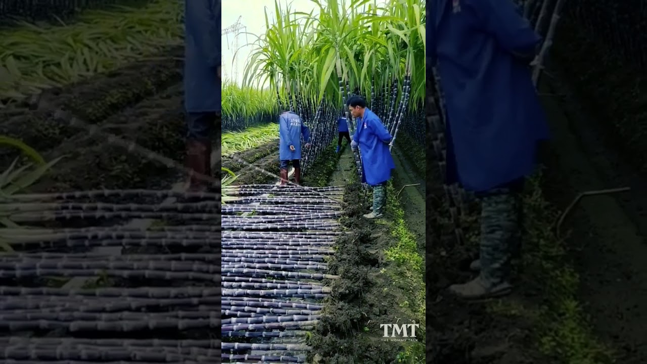 ปลูกอ้อยประเทศนอก