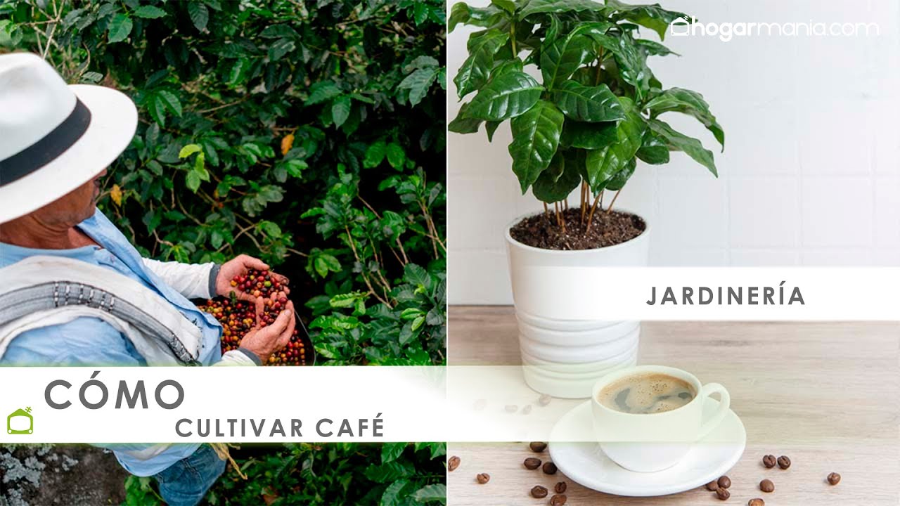 CAFETO 🌱 Cómo cultivar CAFÉ ☕ Características, cuidados y plantación 👩‍🌾 Hogarmania