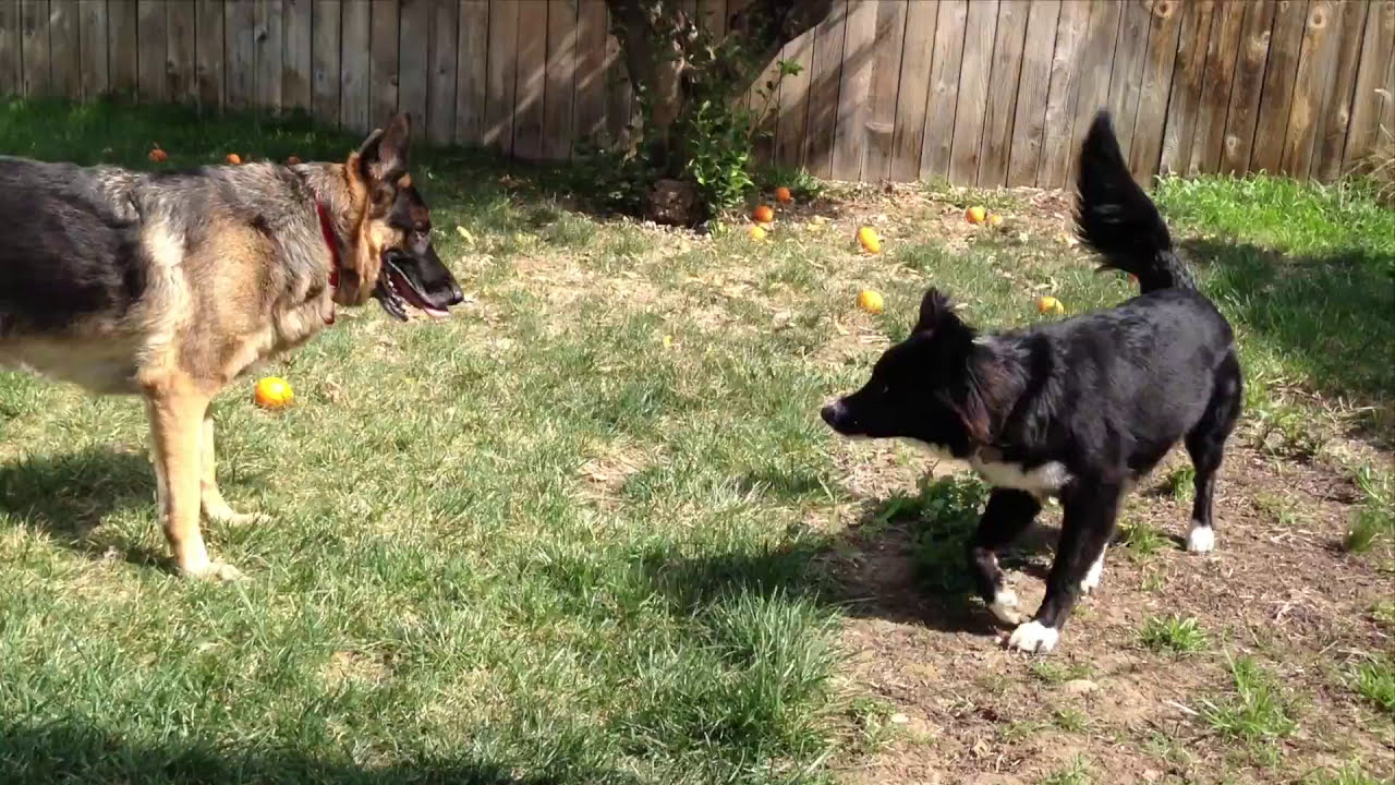 German Shepherd And Border Collie Playing