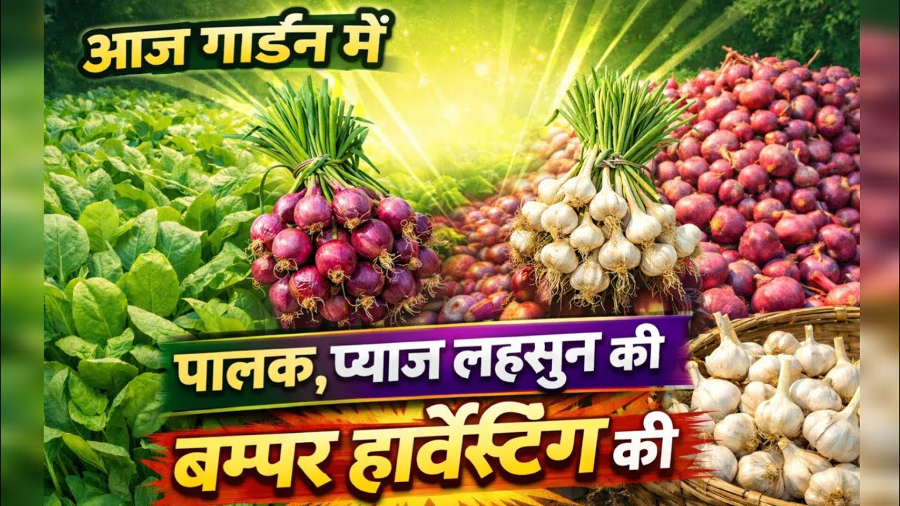 आज गार्डन में पालक, प्याज, लहसुन की बंपर हार्वेस्टिंग 🧄🌿 | Kitchen Garden Harvest#leafyvegetable 
