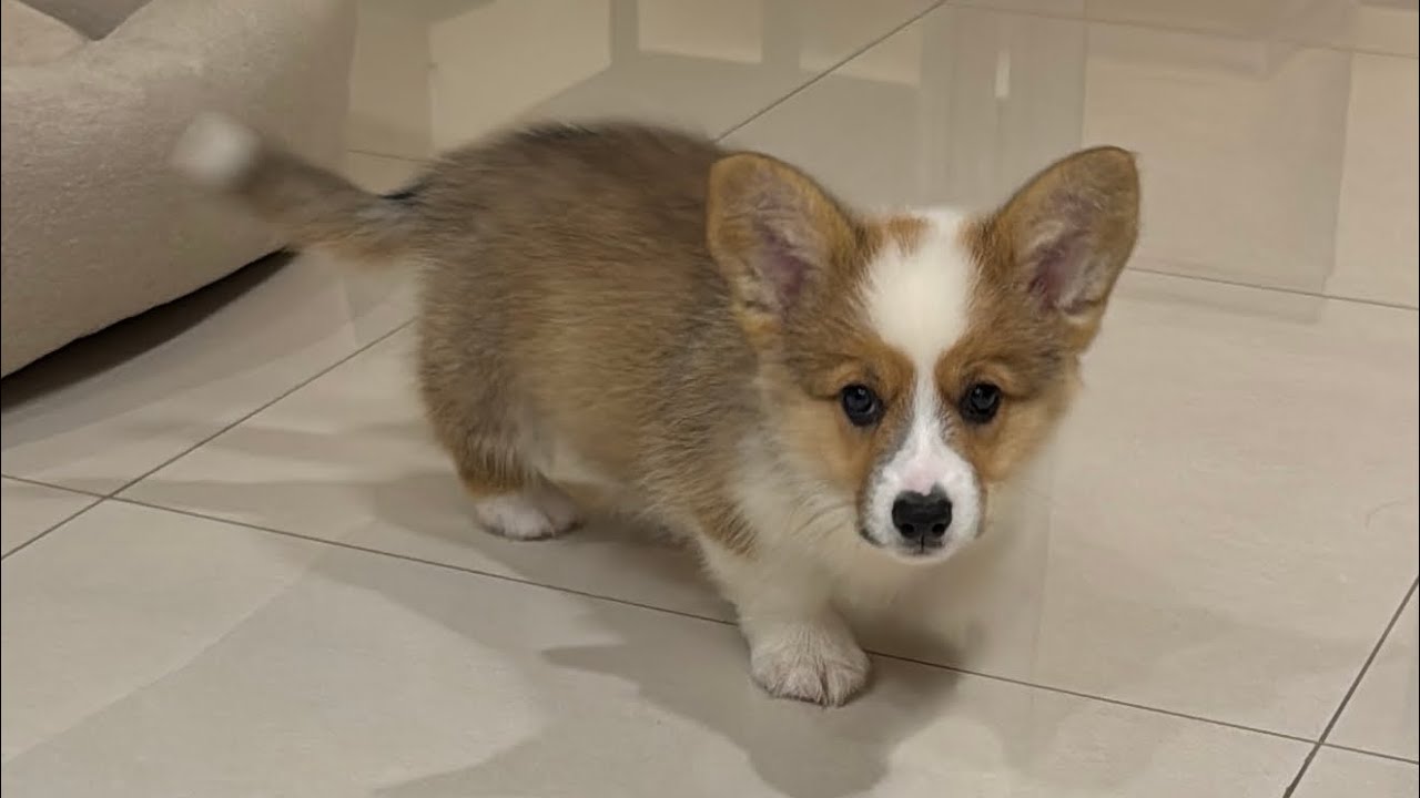 FIRST DAY AT HOME - Athena the Corgi 