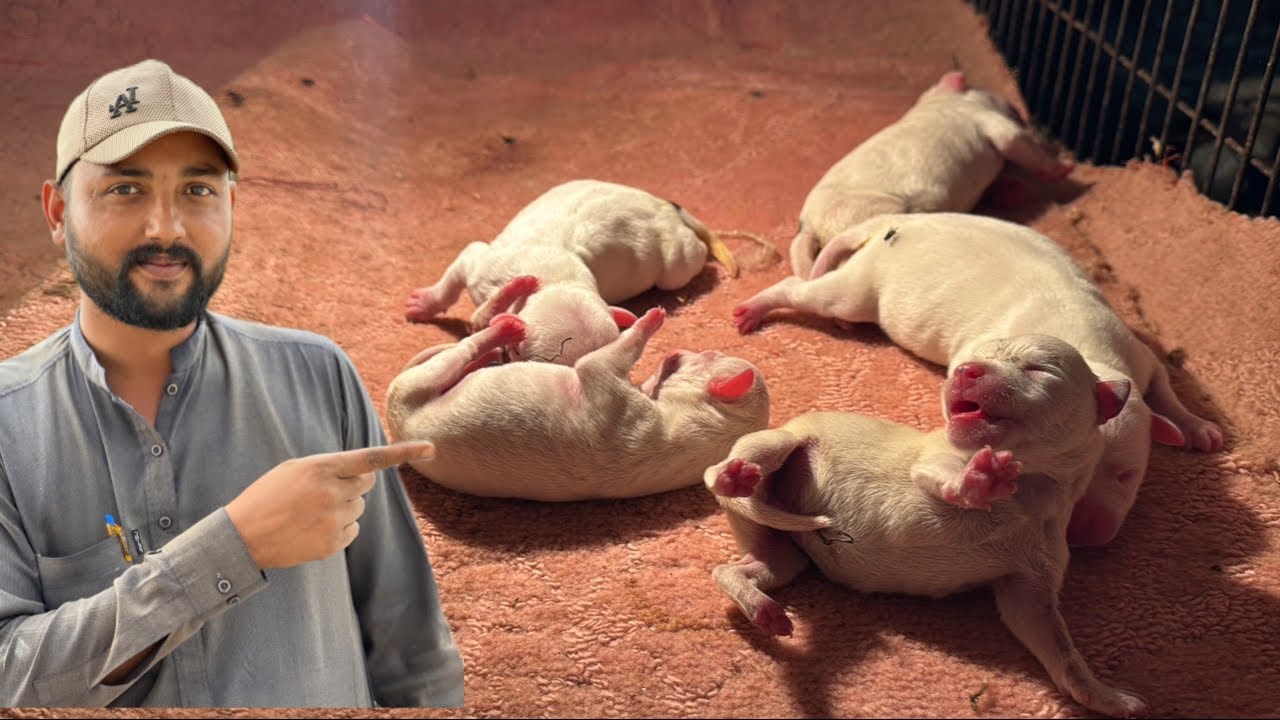 Gullabo Ke Puppies Gabbar Badmash 🥰