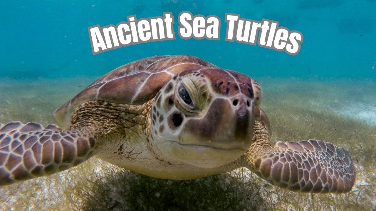 Ancient Sea Turtles