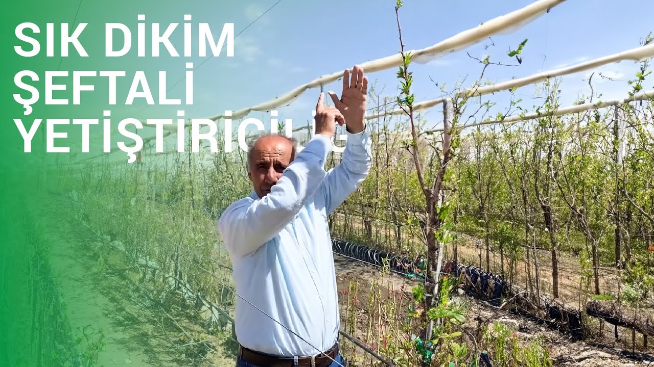 Sık Dikim Şeftali Yetiştiriciliği