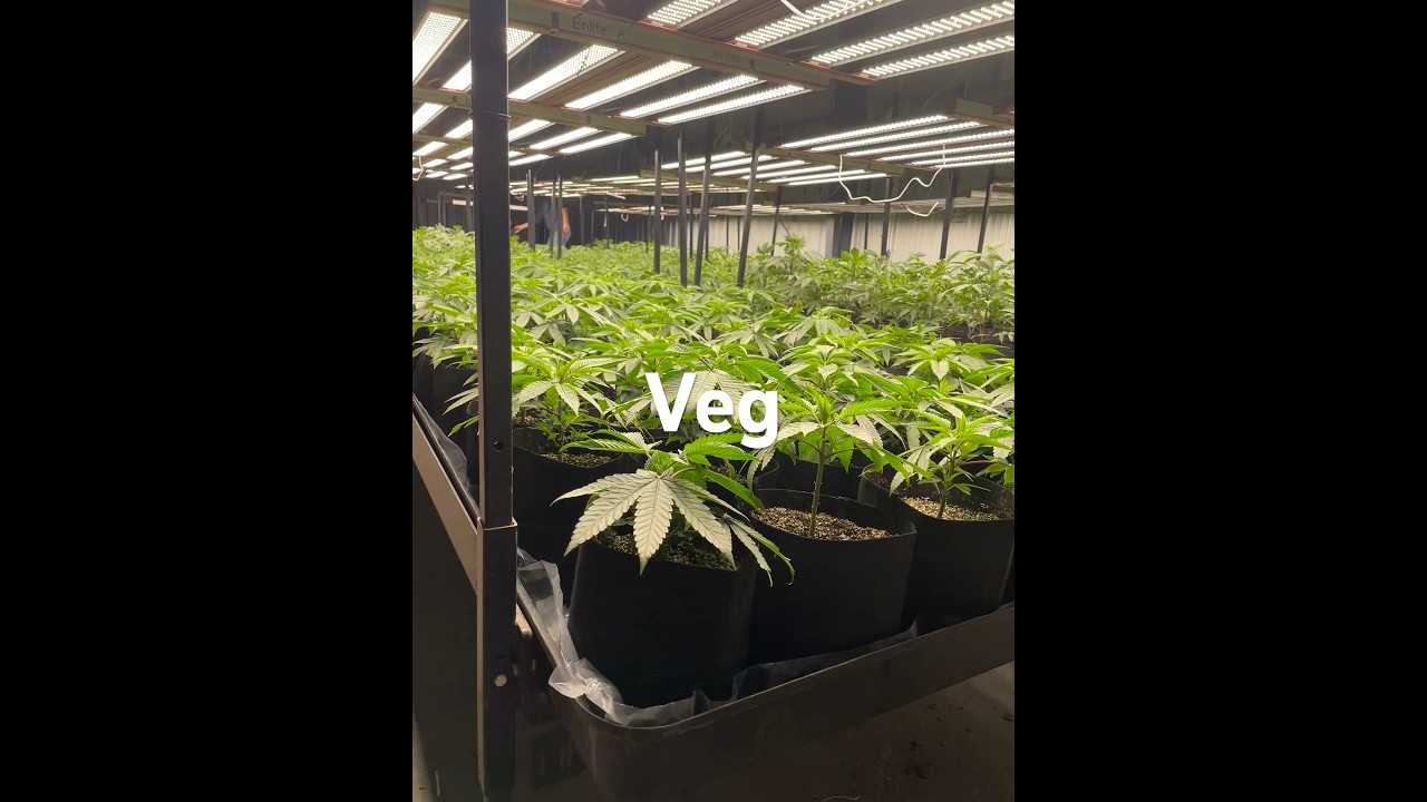Cannabis 2 weeks veg stage.
