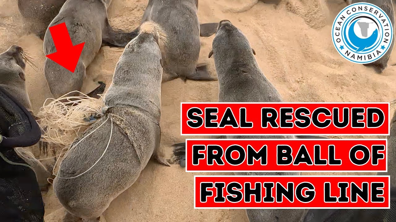 Seal Rescued From Ball Of Fishing Line