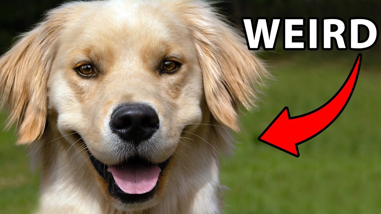 11 Weird Facts About Female Golden Retrievers