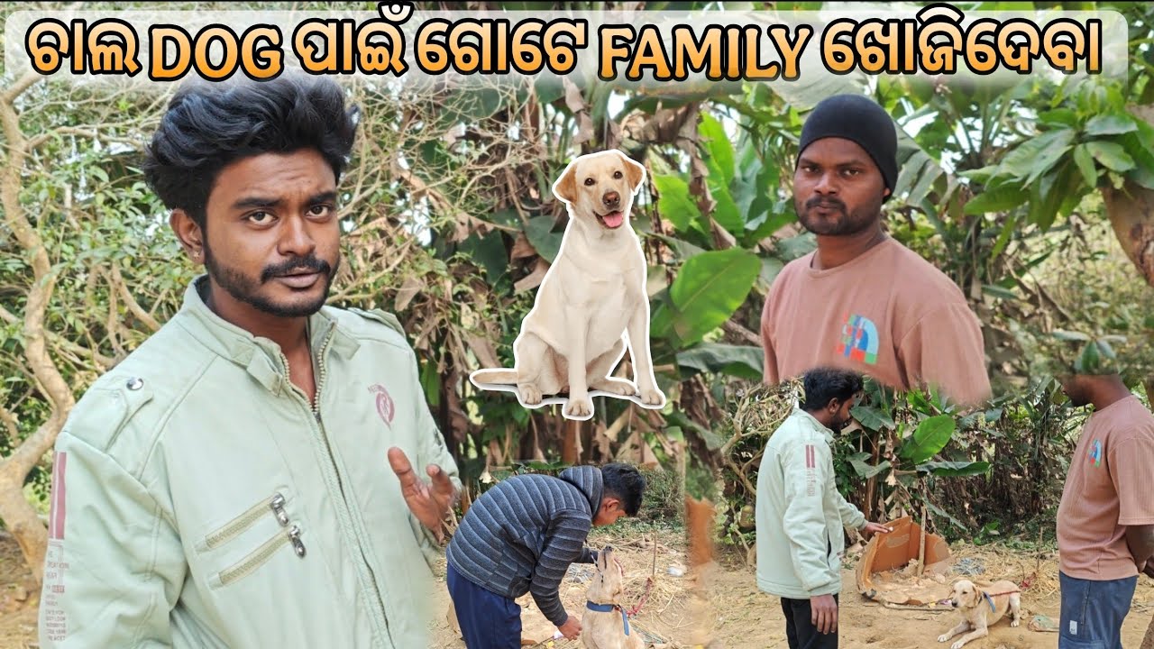 ଆସନ୍ତୁ ମିଶିକି DOG ପାଇଁ ଗୋଟେ ପରିବାର ଖୋଜିଦେବା 🏡||Labrador retriever Dog||