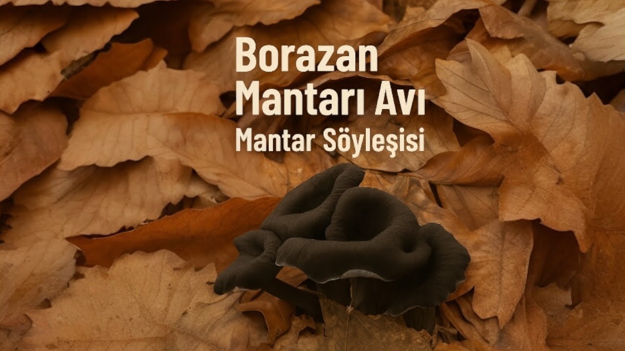 Borazan Mantarı Avı & Mantar S&ouml;yleşisi