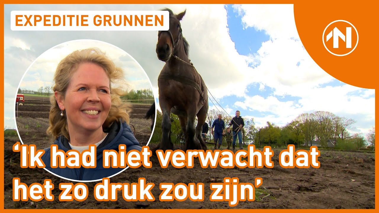 Op de Jonkersvaart wordt nog ouderwets met trekpaarden geploegd