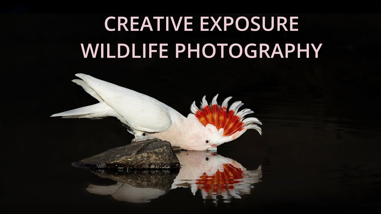 Creative Exposure Bird & Wildlife Photography #birdphotography #wildlifephotography #nature