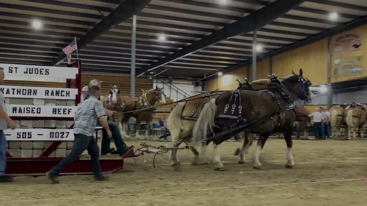 ST.Jude’s heavy weight horse pulls 2024