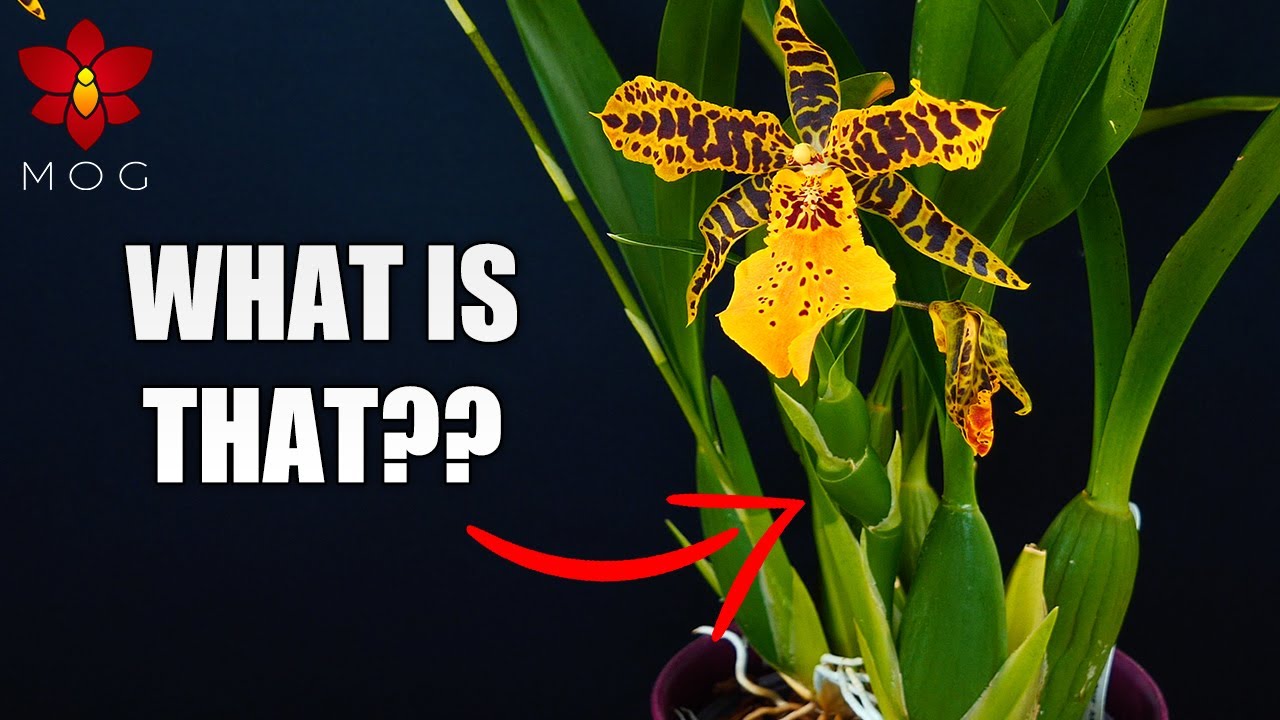 Orchid Updates -  Orchid with 5 flower spikes, weird spike on Aliceara & more!