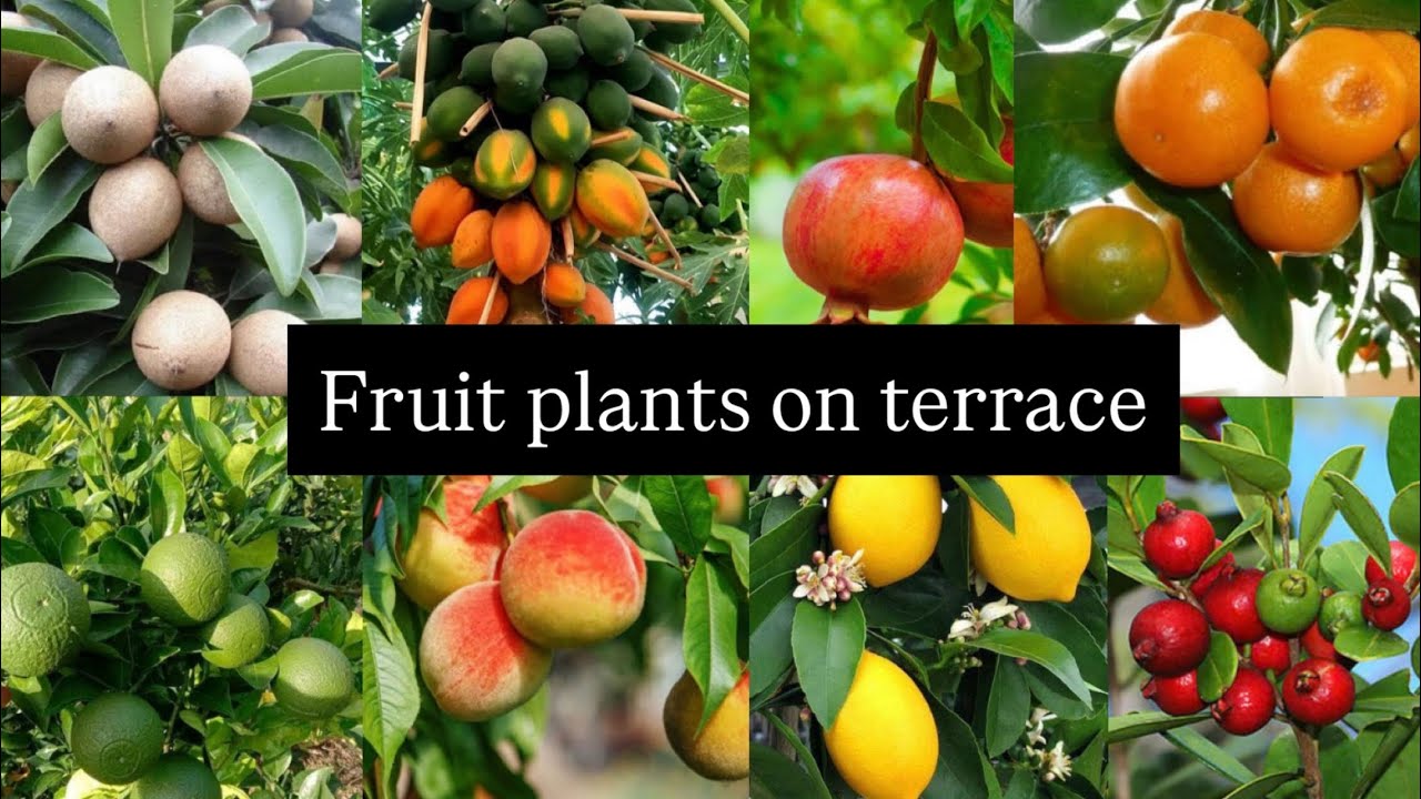 Fruits Plants On Terrace | Best Fertiliser For Fruit plants | 