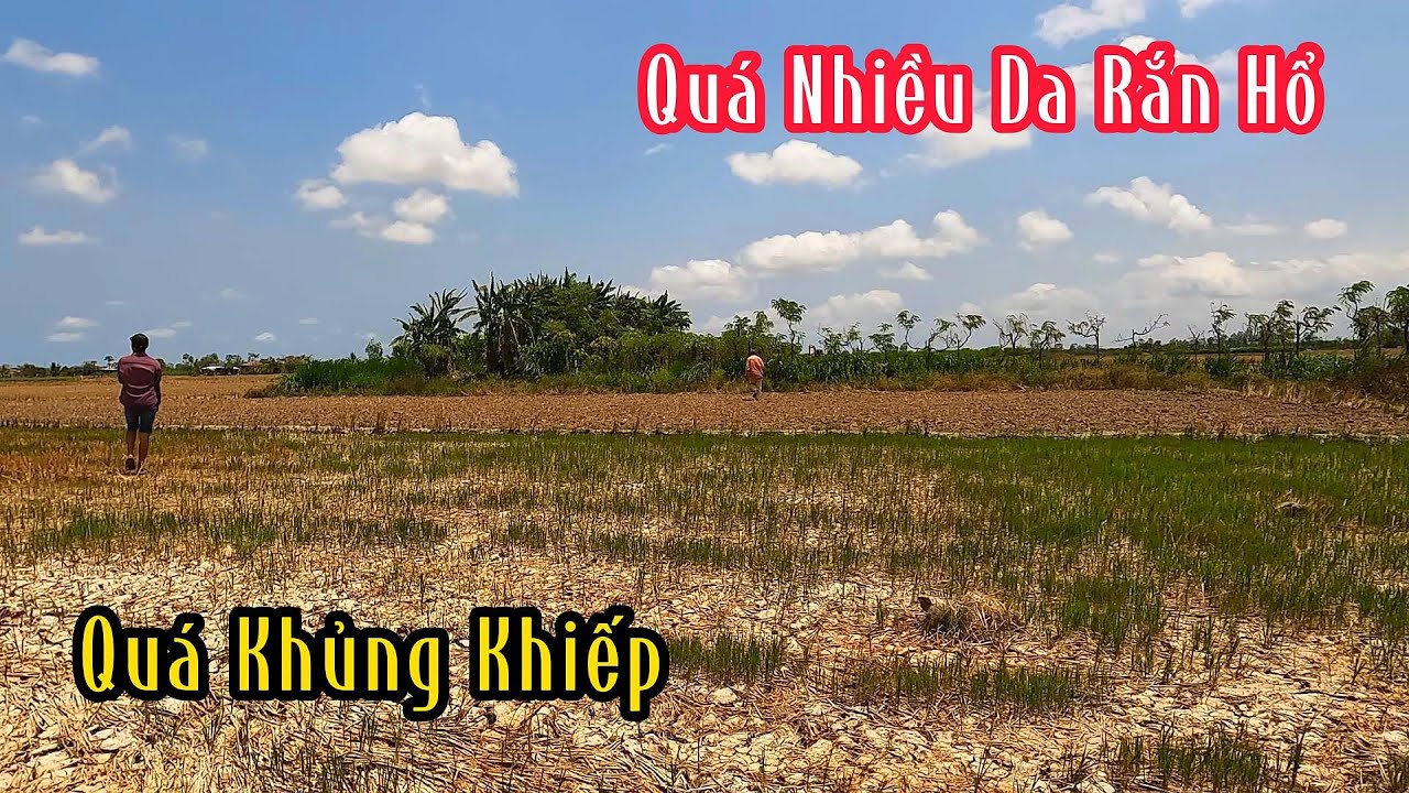 Sáu Cái Da Rắn Hổ Nằm Trong Một Cái Gò | Mười Thương SB