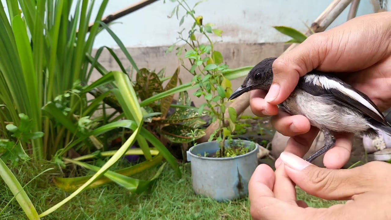 ciri ciri kacer trotol jantan || perbedaan kacer trotol jantan dan betina.