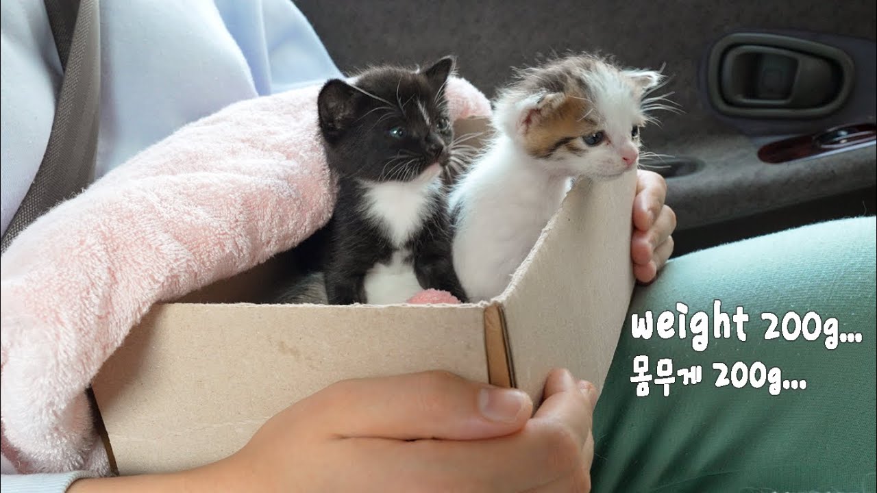 I Rescued Two Abandoned Kittens and Decided To Give Them My Home