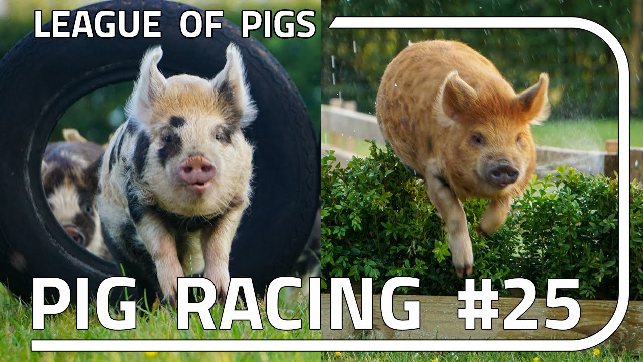 League of Pigs - Season 7 - Round 1!