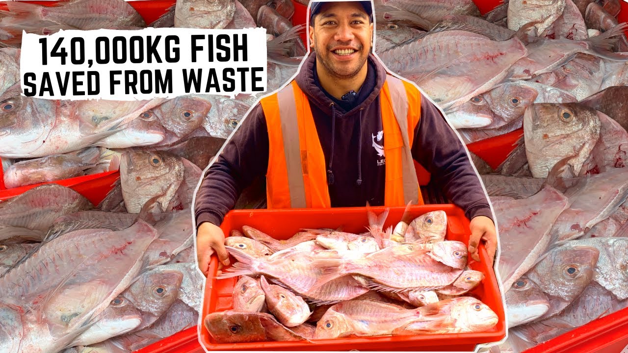 Saving 140,000kg of fish from waste | Auckland, New Zealand
