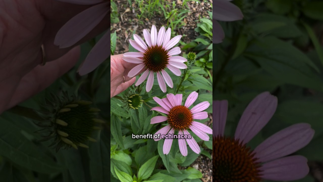 Benefits of Echinacea #echinacea #herbalmedicine #medicinalplants #gardening