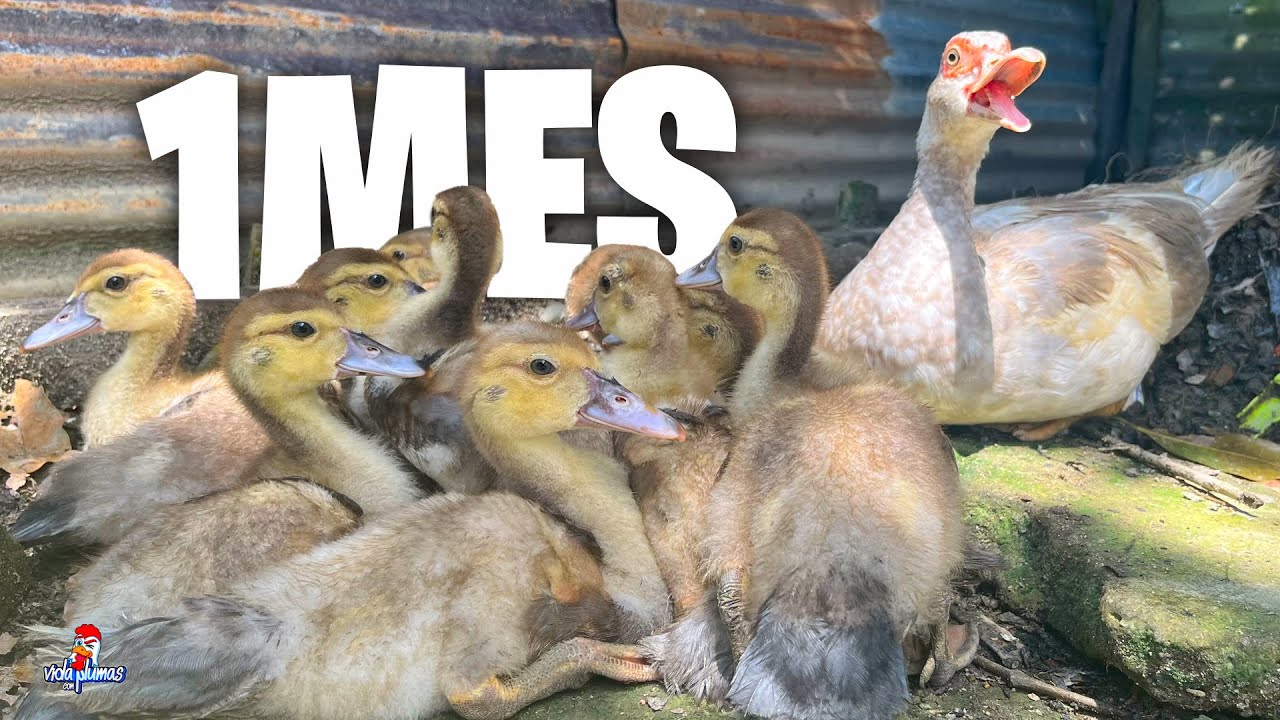 Patitos Muscovy Despu&eacute;s de 1 Mes 🦆 &iexcl;Crecen Rapid&iacute;simo!