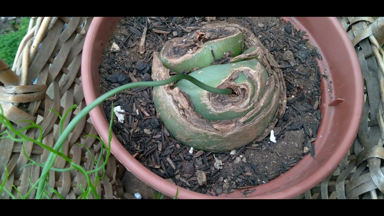 COMO CULTIVAR A CEBOLA ORNAMENTAL (BOWIEA VOLUBILIS) |#139