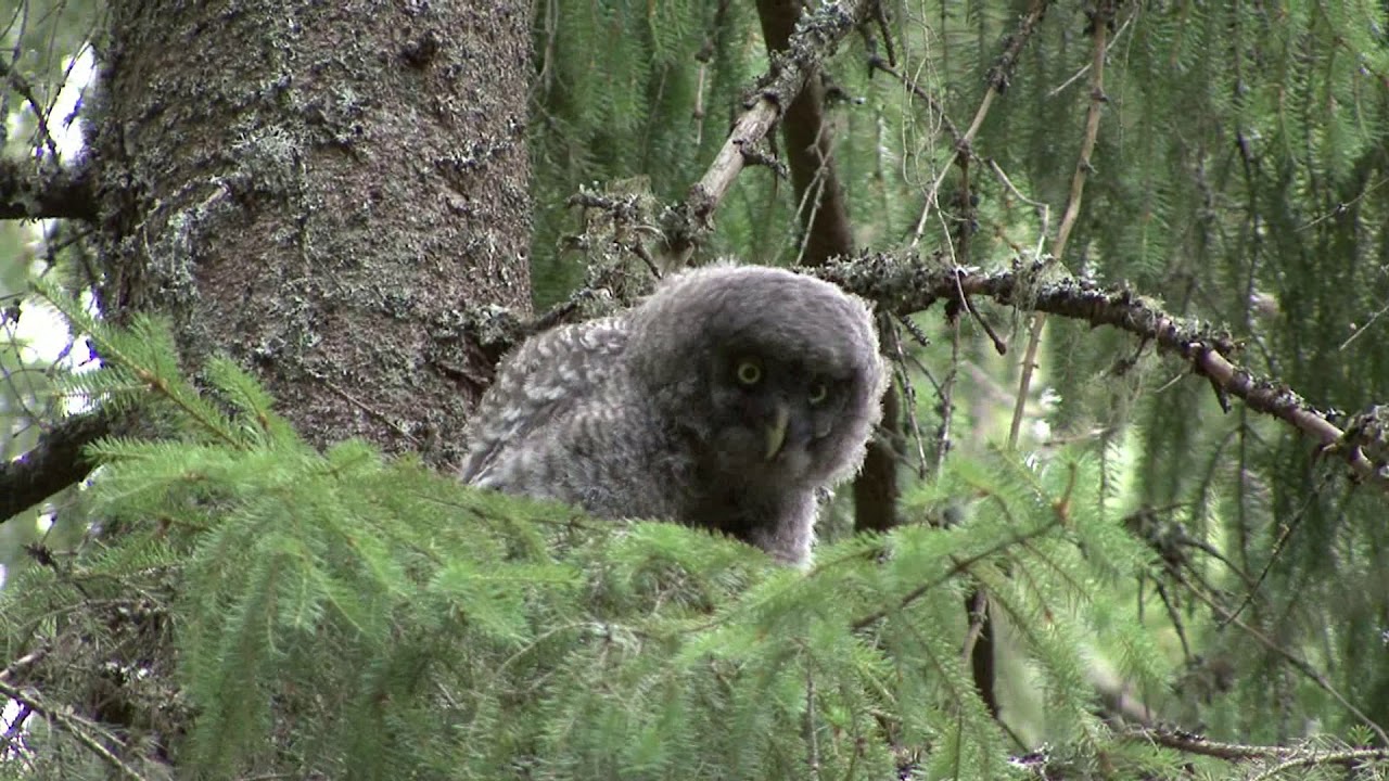 LAPPUGGLA  Great Grey Owl  (Strix nebulosa)  Klipp - 3425