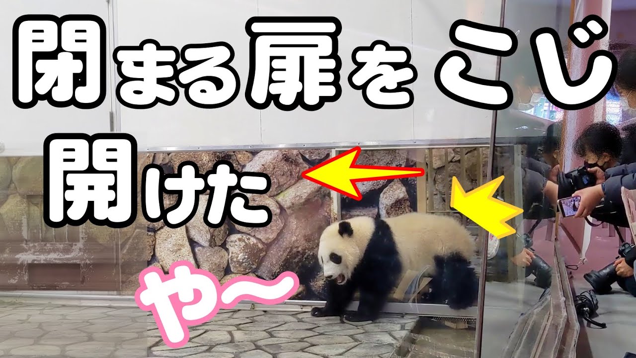 パンダ楓浜🐼扉をこじ開けドヤ顔で飼育員さんとの知恵比べw