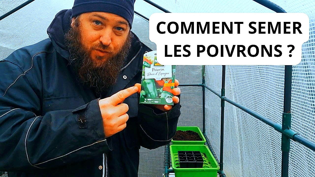 Comment Faire un Semis de Poivrons ?