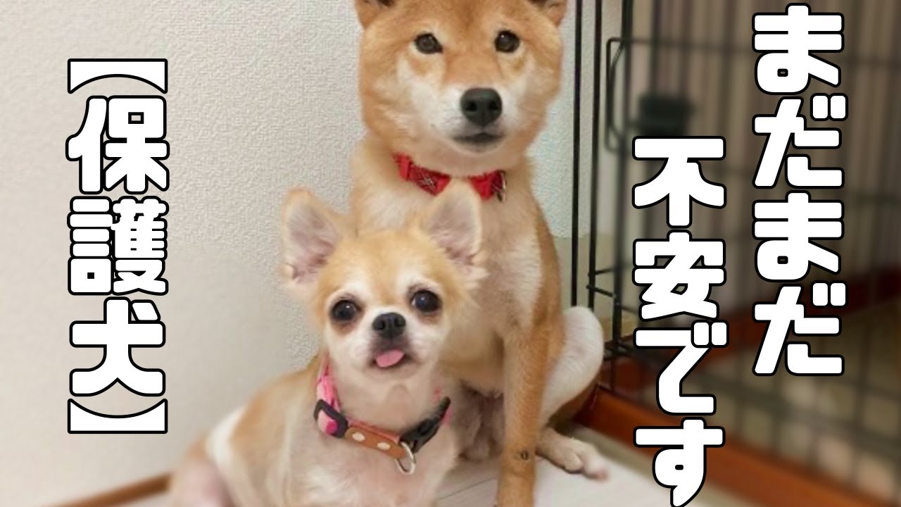 大切なお知らせがあります。まだまだ怖い事がたくさんある保護犬「vol 222」