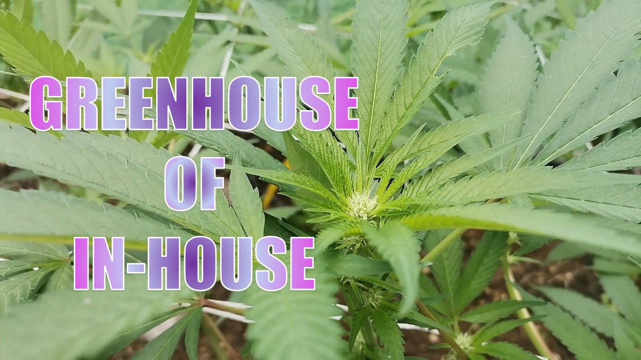 Green House of In House Genetics