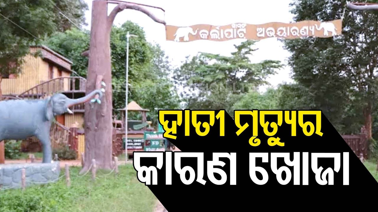 Elephant Deaths In Karlapat Sanctuary | Expert Team Reaches Sanctuary In Kalahandi