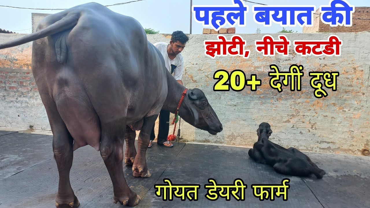 पहले बयात की 4 दातं गजब मुराह झोटी 20+ देगीं दूध || नीचे कटडी, गोयत डेयरी फार्म (85299_64230)