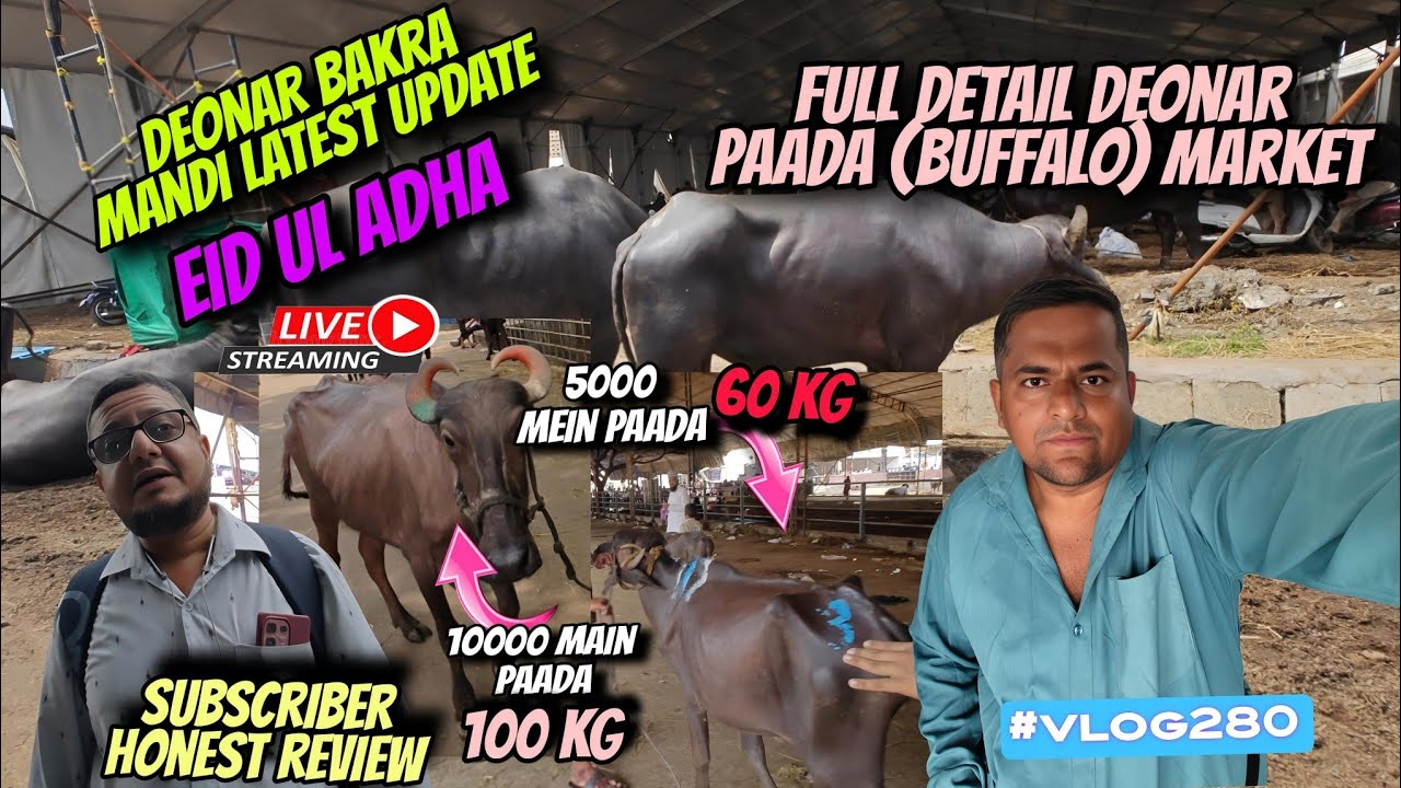 Deonar Bakra Mandi  latest update | Explore Deonar Buffalo Market Full Detail Vlog |Eid day