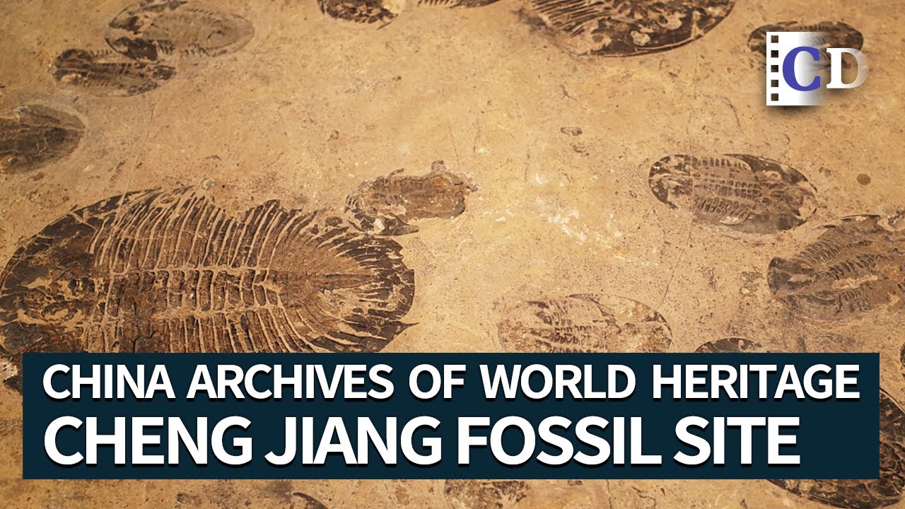 Cheng Jiang Fossil Site | China Archives of World Heritage