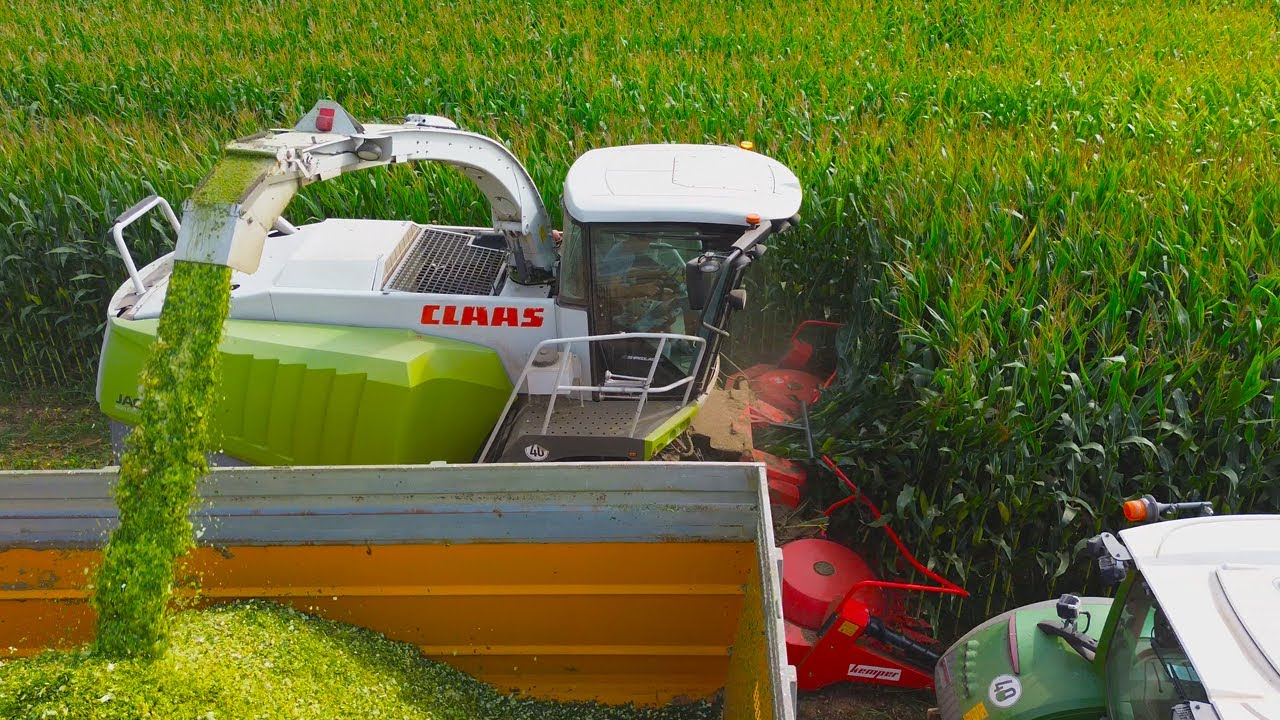 Silagem de Milho - Corn Silage - Pomar 2025 🎅