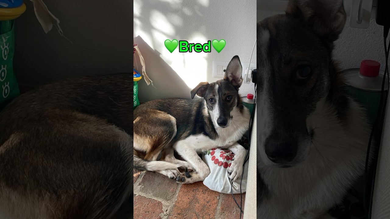 Bred Cerca Casa | Meraviglioso Cucciolo Taglia Media In Toscana #shorts #adotta #love #toscana
