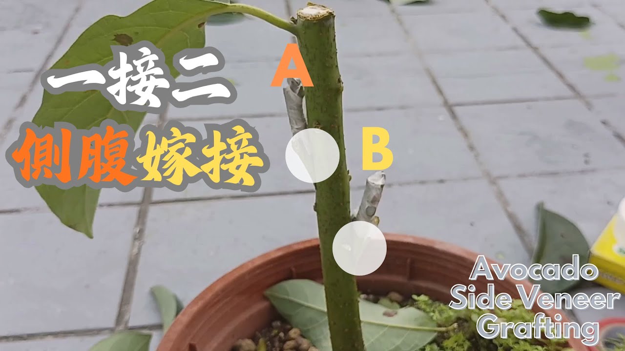 [小農記錄趣] 酪梨小苗嫁接，來試試一接二的側腹接 / Avocado Side Veneer Grafting / 2 scions on 1 rootstock