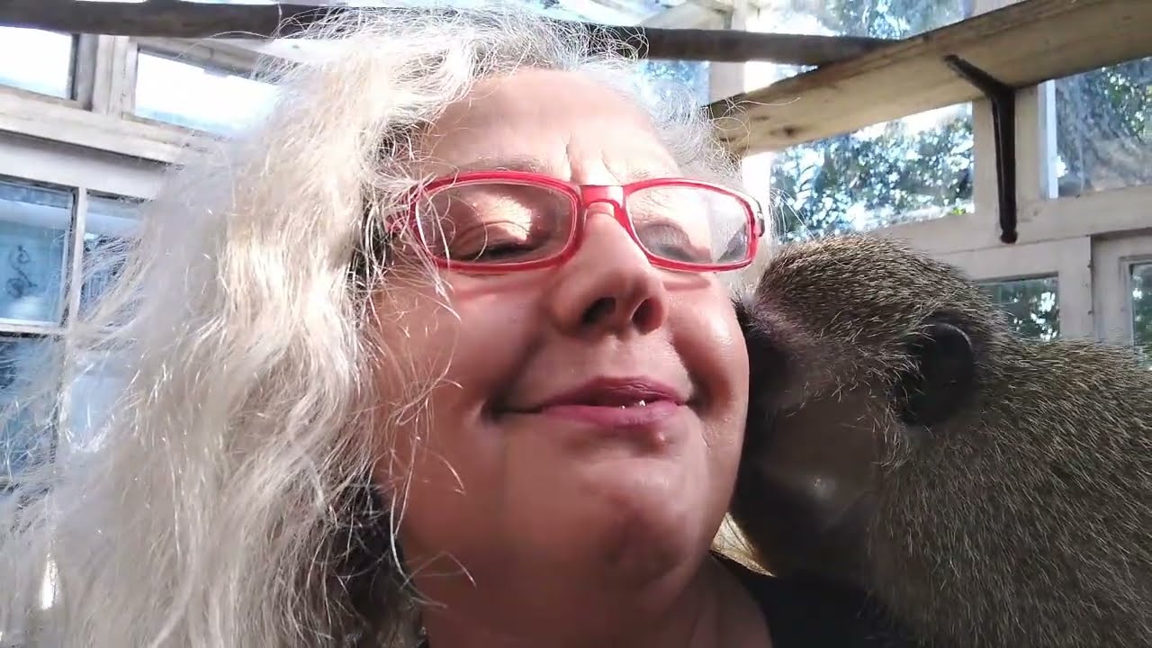 ASMR Baby Monkey Lollipop's Primal Facial Grooming Technique! Calming And Stimulating  Same Time